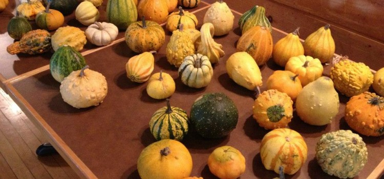 October 20th was the 2012 Fall Family Festival. Check out the pictures from the event!